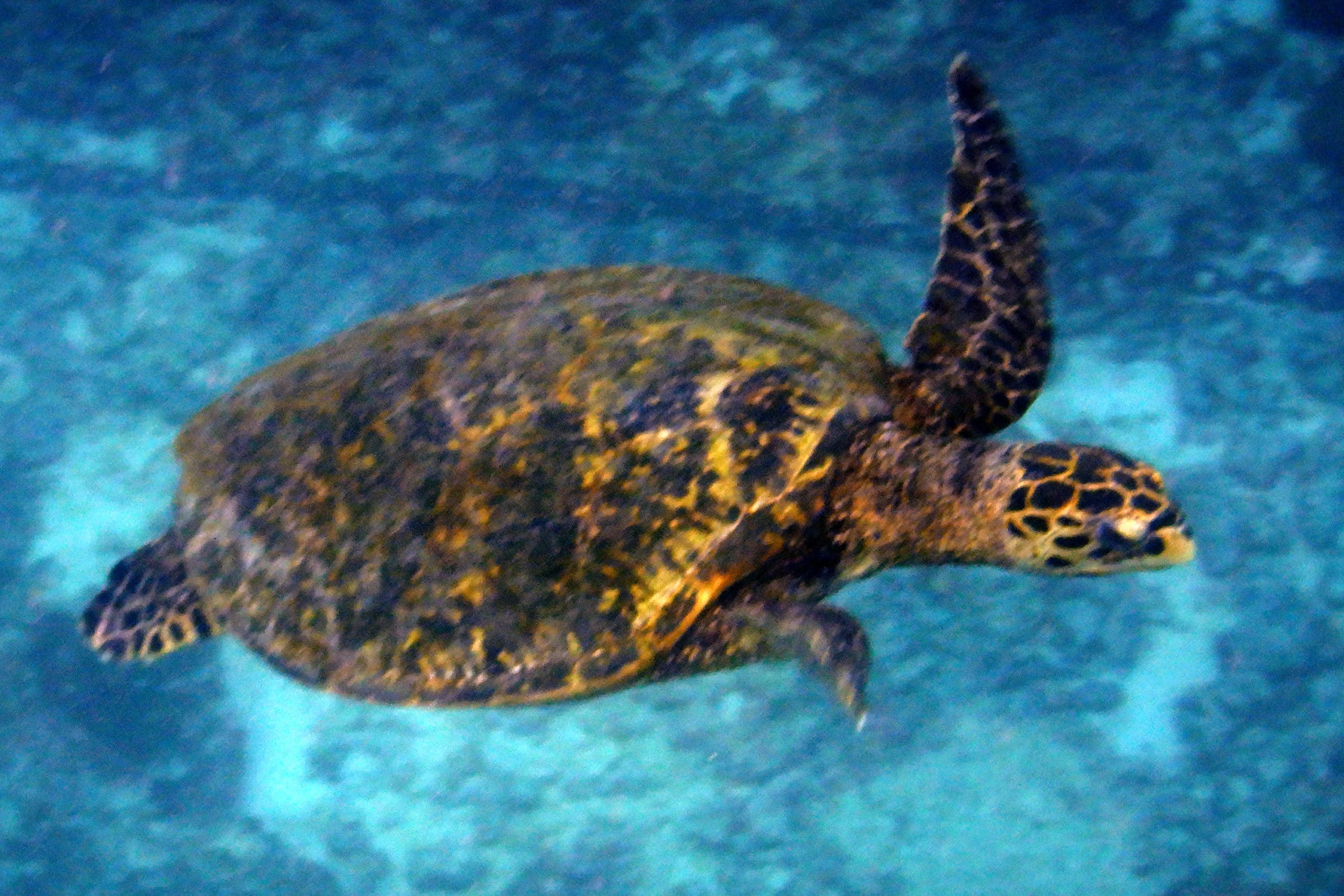WEB-Seychellen-2022-Meeresschidkroete-schwimmend