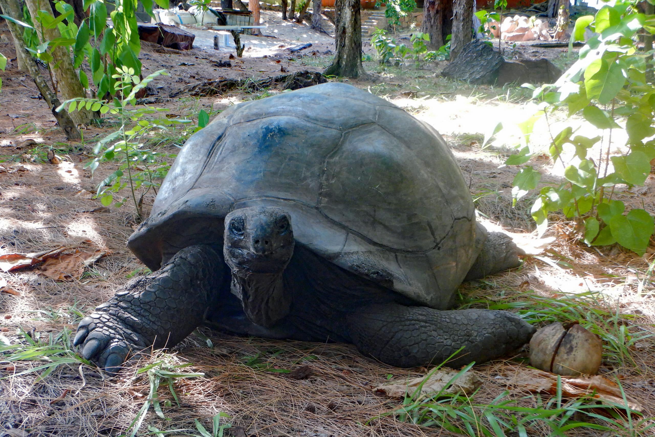 WEB-Seychellen-2022-Schildkroete