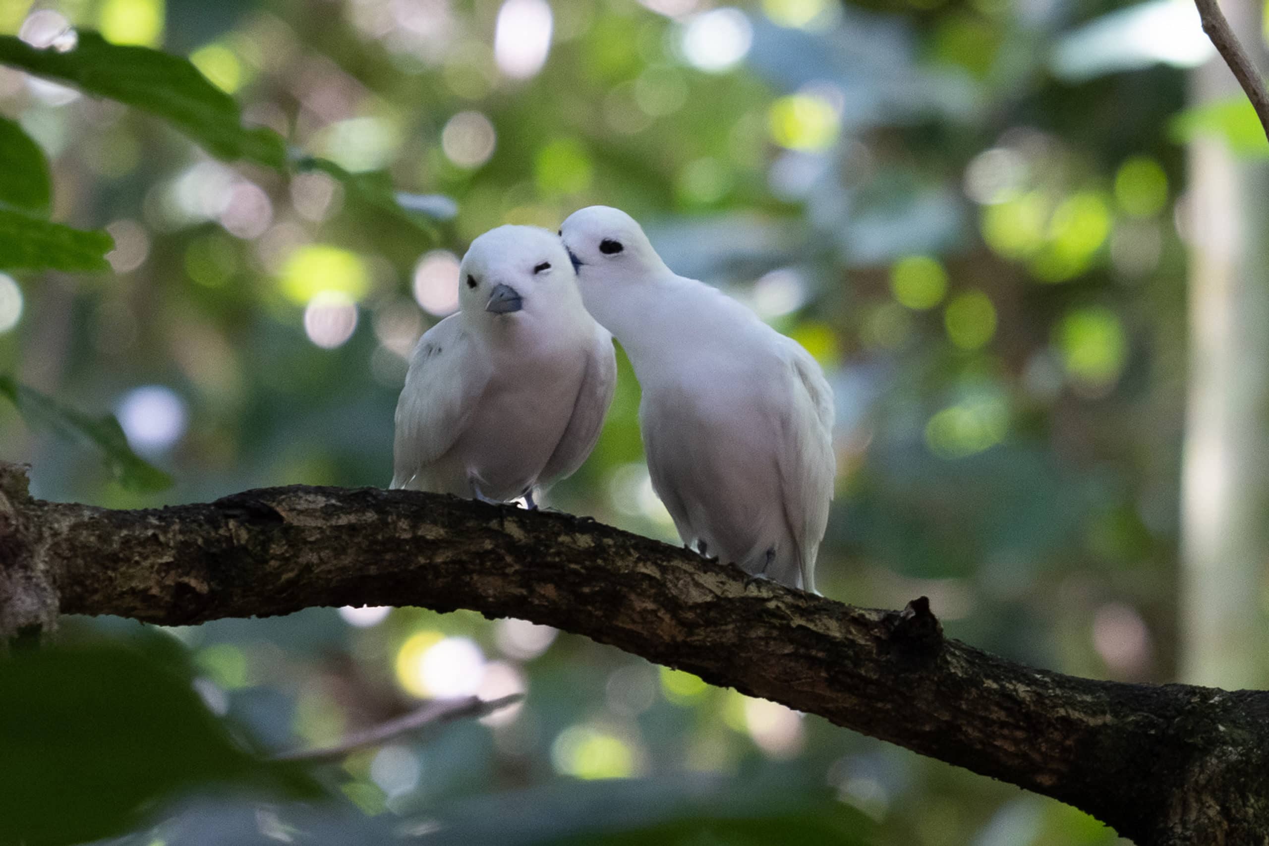 WEB-Seychellen-2022-Vogel-Liebkosung