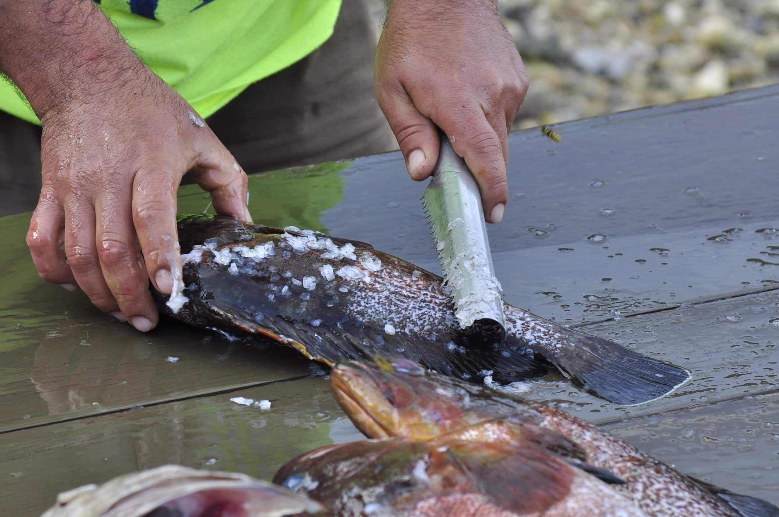 Tuerkei-Fisch-Zubereitung
