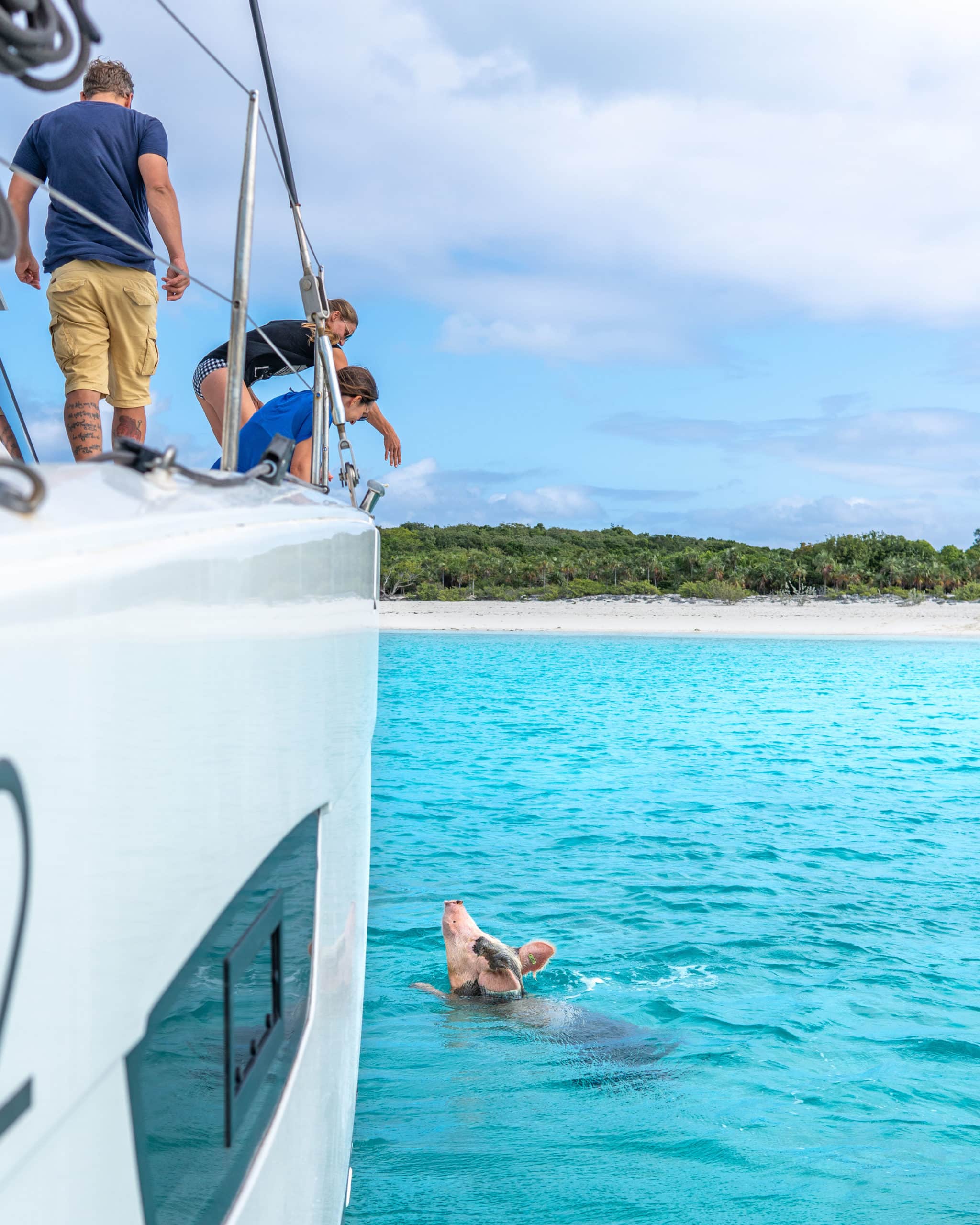 DYC_bahamas_pigs