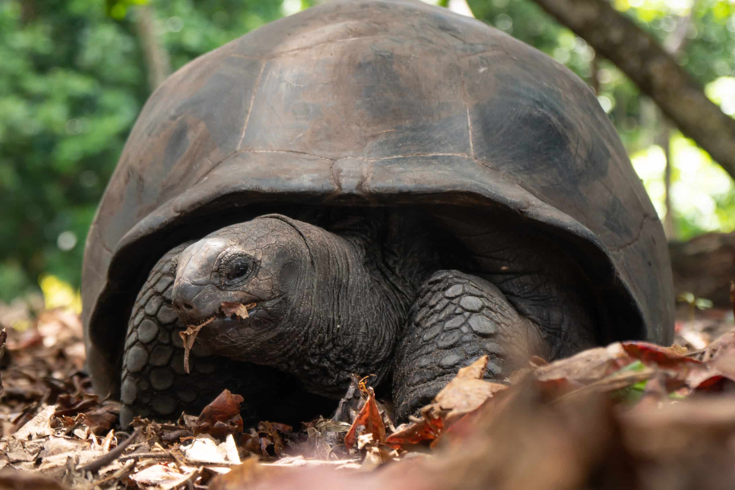 WEB-DYC-Seychellen-Schildkröte