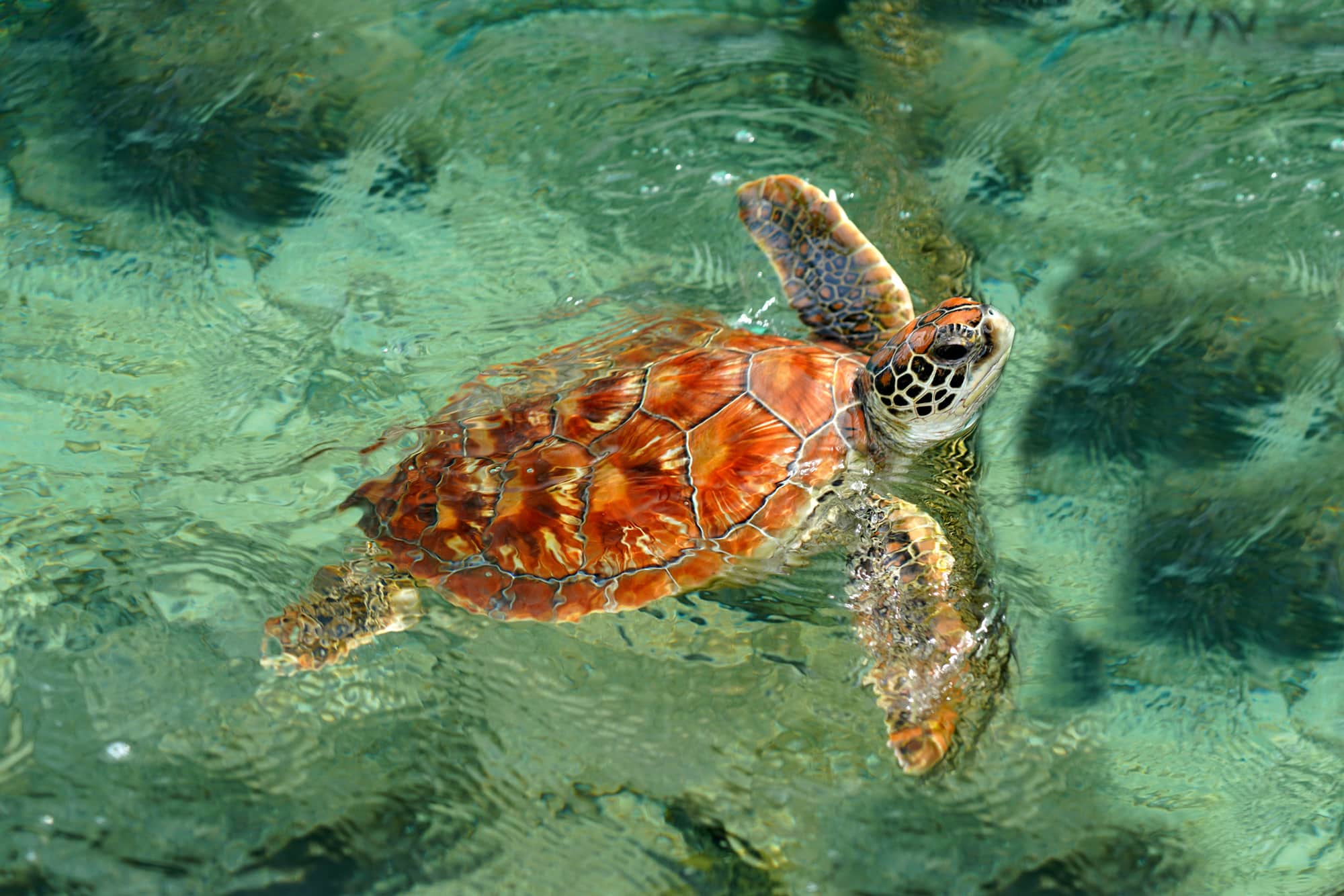 WEB_DYC-Poly-turtle